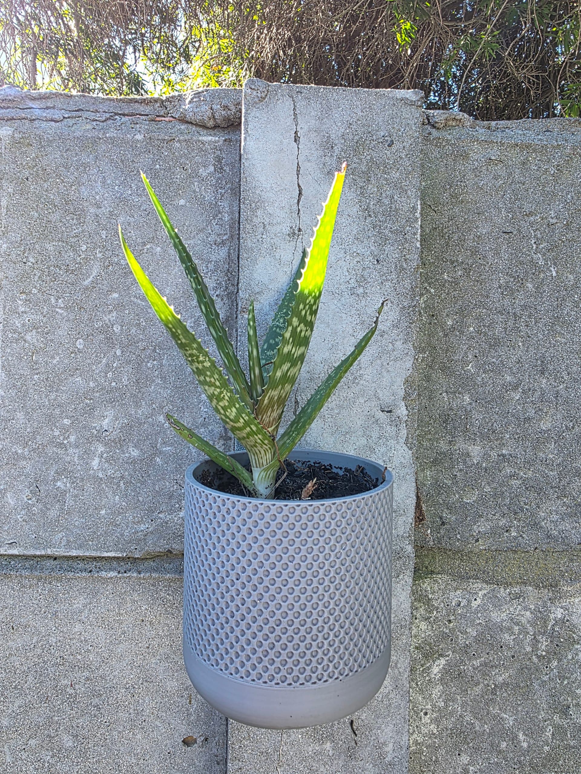 Wall-Mounted Succulent Planters - photo 3