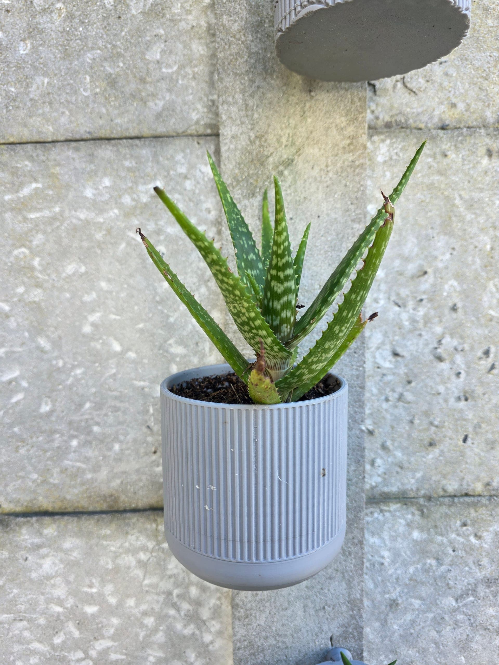 Wall-Mounted Succulent Planters - photo 2